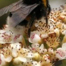 Cotoneaster � fruits jaunes