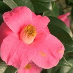 Camellia x williamsii 'Saint Ewe'
