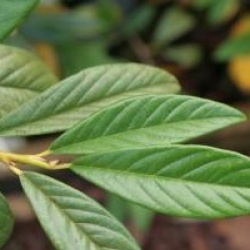 Cotoneaster salicifolius 'Rodchildianus'