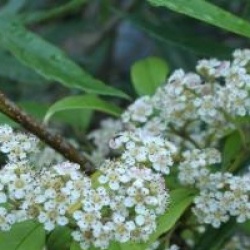 Cotoneaster salicifolius 'Rodchildianus'