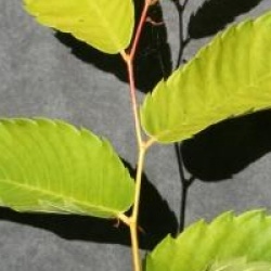 Zelkova serrata 'Luminifera' 