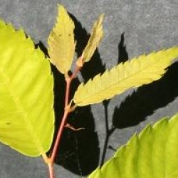 Zelkova serrata 'Luminifera' 