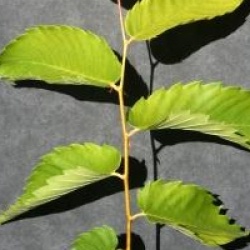 Zelkova serrata 'Luminifera' 