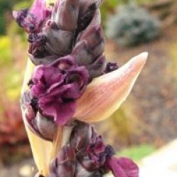 Thalia dealbata