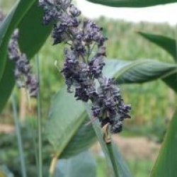Thalia dealbata