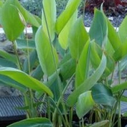 Thalia dealbata