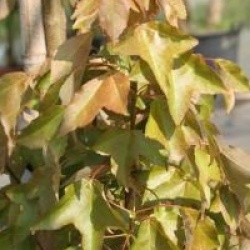 Acer buergerianum