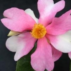 Camellia 'Yume'