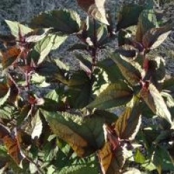Eupatorium rugosum 'Chocolate'