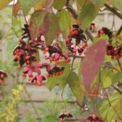 Euonymus oxyphyllus
