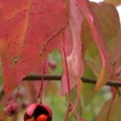 Euonymus oxyphyllus