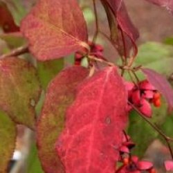 Euonymus oxyphyllus
