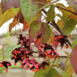 Euonymus oxyphyllus
