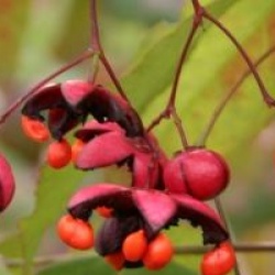 Euonymus oxyphyllus