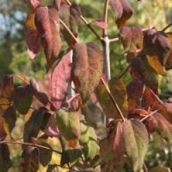 Euonymus oxyphyllus