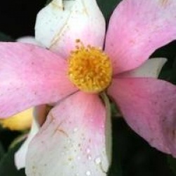 Camellia 'Yume'