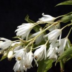 Staphylea colchica - Staphylier du Caucase