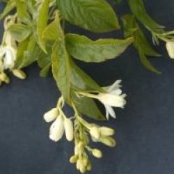 Staphylea colchica