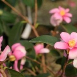 Camellia 'Yume'