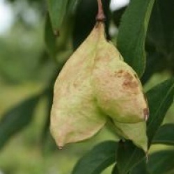 Staphylea colchica
