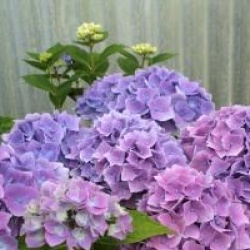 Hortensia Ankong
