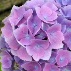 Hydrangea macrophylla 'Ankong' � 