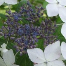 Hydrangea macrophylla 'Lanarth White' - Hortensia Lanarth White