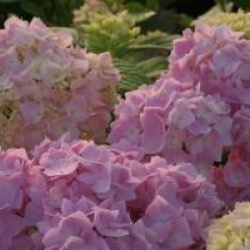 Hydrangea macrophylla 'Generale Vicomtesse de Vibraye'  - Hortensia G�n�rale Vicomtesse de Vibraye