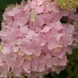 Hydrangea macrophylla 'Generale Vicomtesse de Vibraye' 