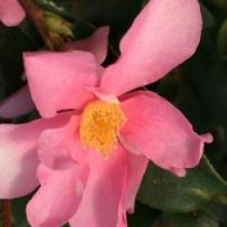 Camellia 'Yume'
