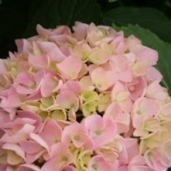 Hydrangea macrophylla 'Generale Vicomtesse de Vibraye' 
