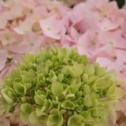 Hydrangea macrophylla 'Generale Vicomtesse de Vibraye' 