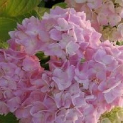 Hydrangea macrophylla 'Generale Vicomtesse de Vibraye' 