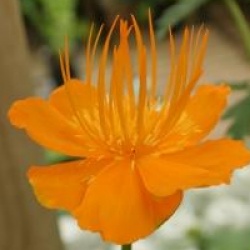 Trollius chinensis 