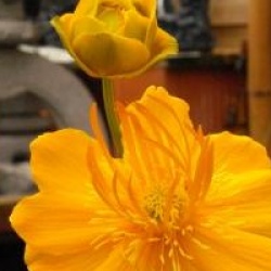 Trollius chinensis 