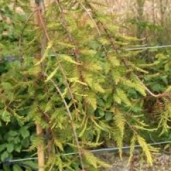 Taxodium distichum 'Cascade Falls' - Cypr�s chauve pleureur