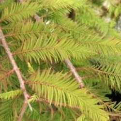 Taxodium distichum 'Cascade Falls'