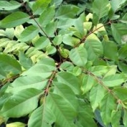 Tetradium velutinum - Tetradium velutinum