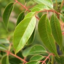 Tetradium glabrifolium 