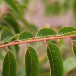 Tetradium glabrifolium 