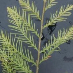 Glyptostrobus pensilis