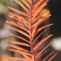 Glyptostrobus pensilis