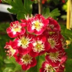 Crataegus laevigata 'Crimson Cloud'