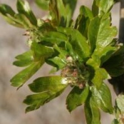 Crataegus laevigata 'Crimson Cloud'