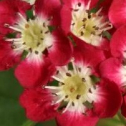 Crataegus laevigata 'Crimson Cloud'