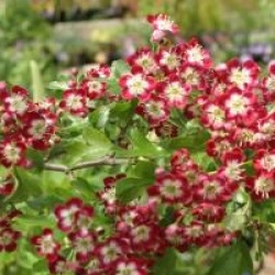 Crataegus laevigata 'Crimson Cloud'