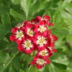 Crataegus laevigata 'Crimson Cloud' - Aub�pine pleureur