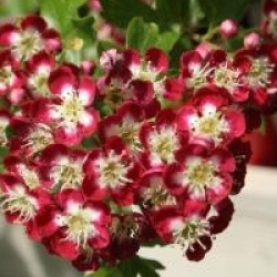 Crataegus laevigata 'Crimson Cloud'