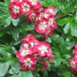 Crataegus laevigata 'Crimson Cloud'