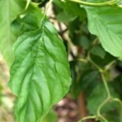 Alnus glutinosa 'Greenwood'